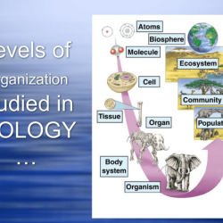 Levels of biological organization worksheet answer key