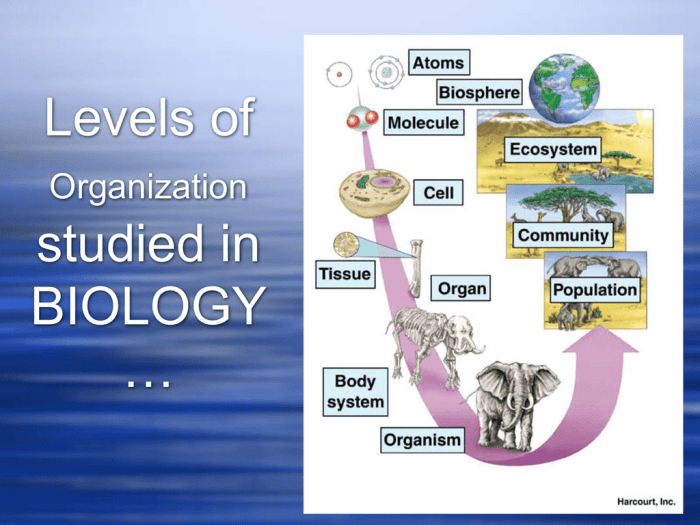 Levels of biological organization worksheet answer key