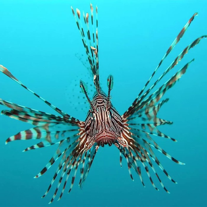 Invasion lionfish study case dependent density population dynamics