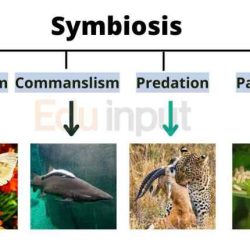 Symbiotic relationship predation and competition worksheet answers