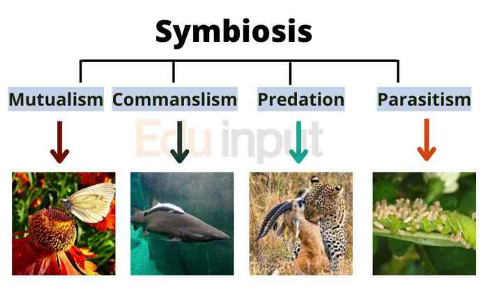 Symbiotic relationship predation and competition worksheet answers