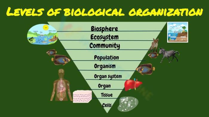 Levels of biological organization worksheet answer key