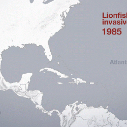 Lionfish invasion density-dependent population dynamics